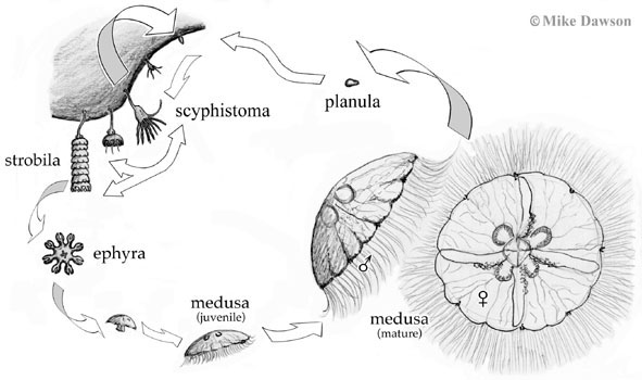 jellyfish diagram for kids